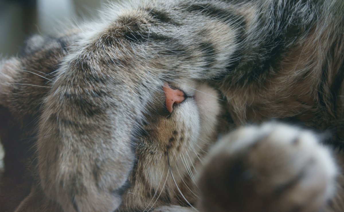 Кошачья лапка