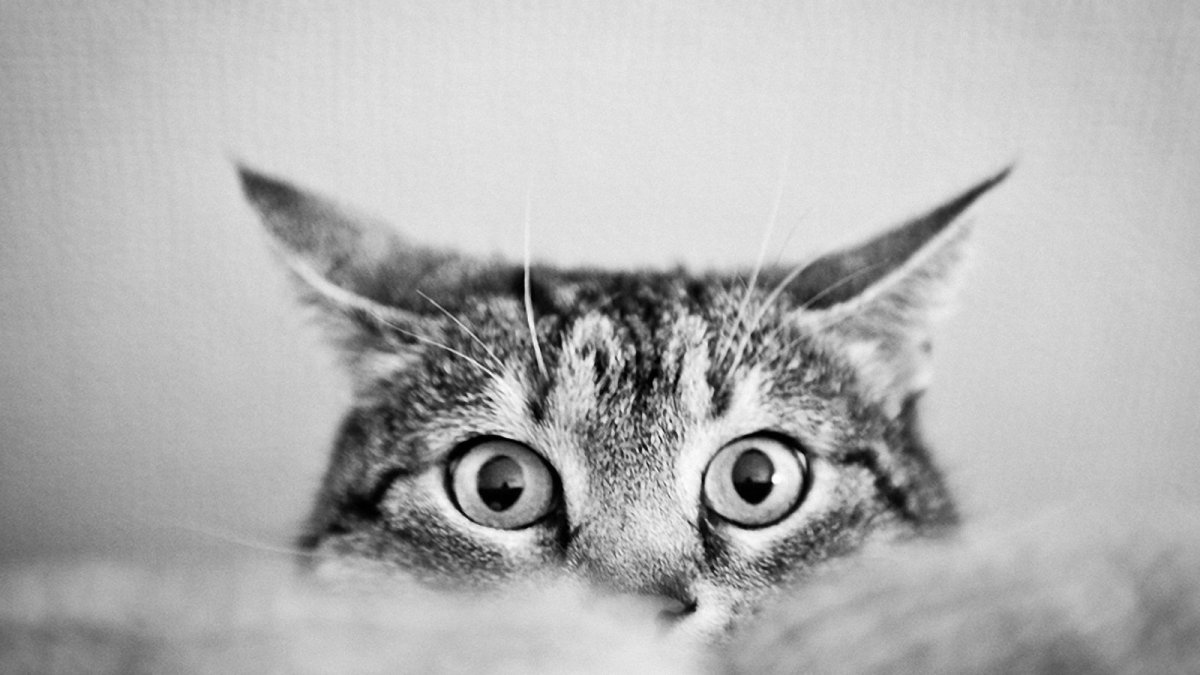 Кот выглядывает