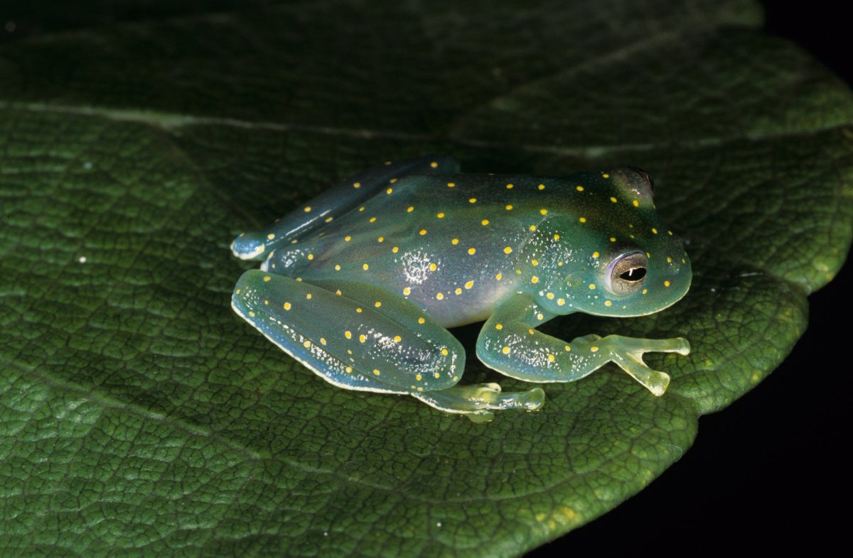 Стеклянная лягушка Южной Америки