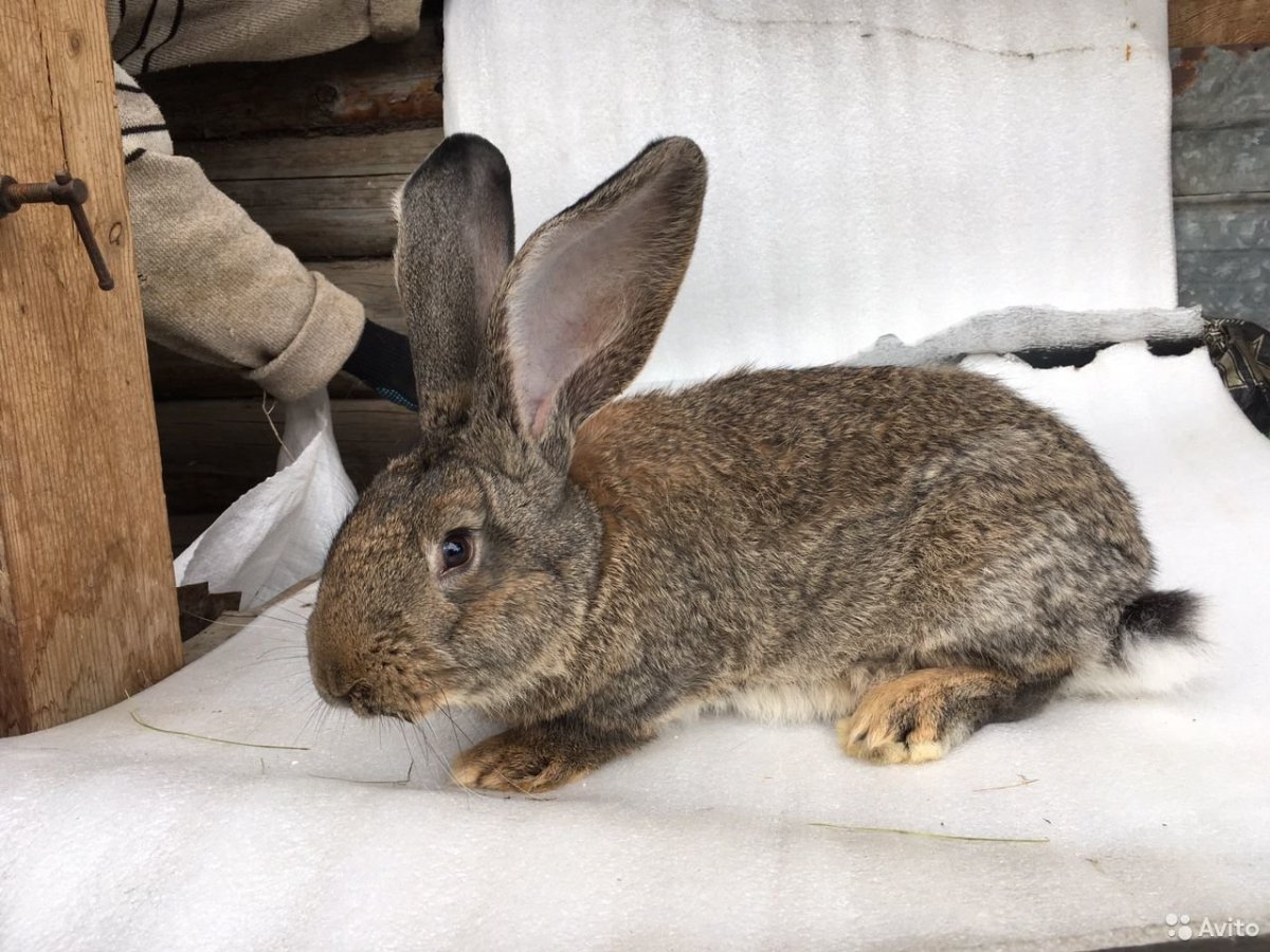 Кролик Фландр агути