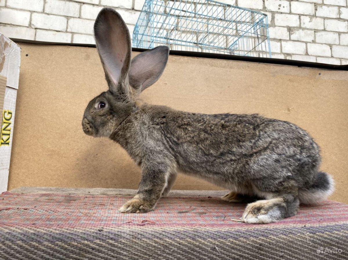 Ризен Фландр