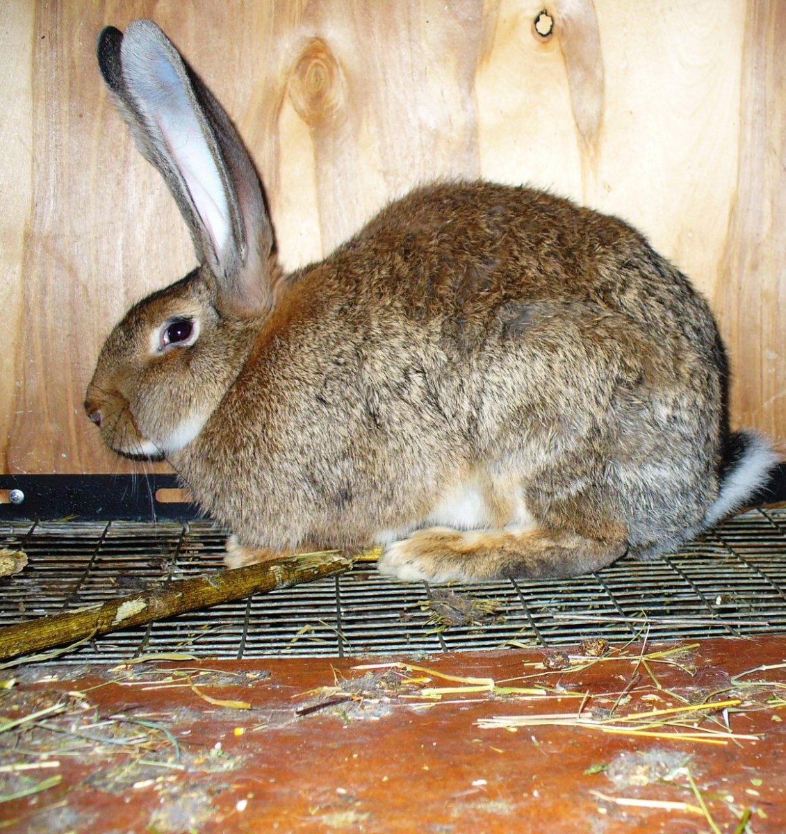 Хомяк породы морских свинок