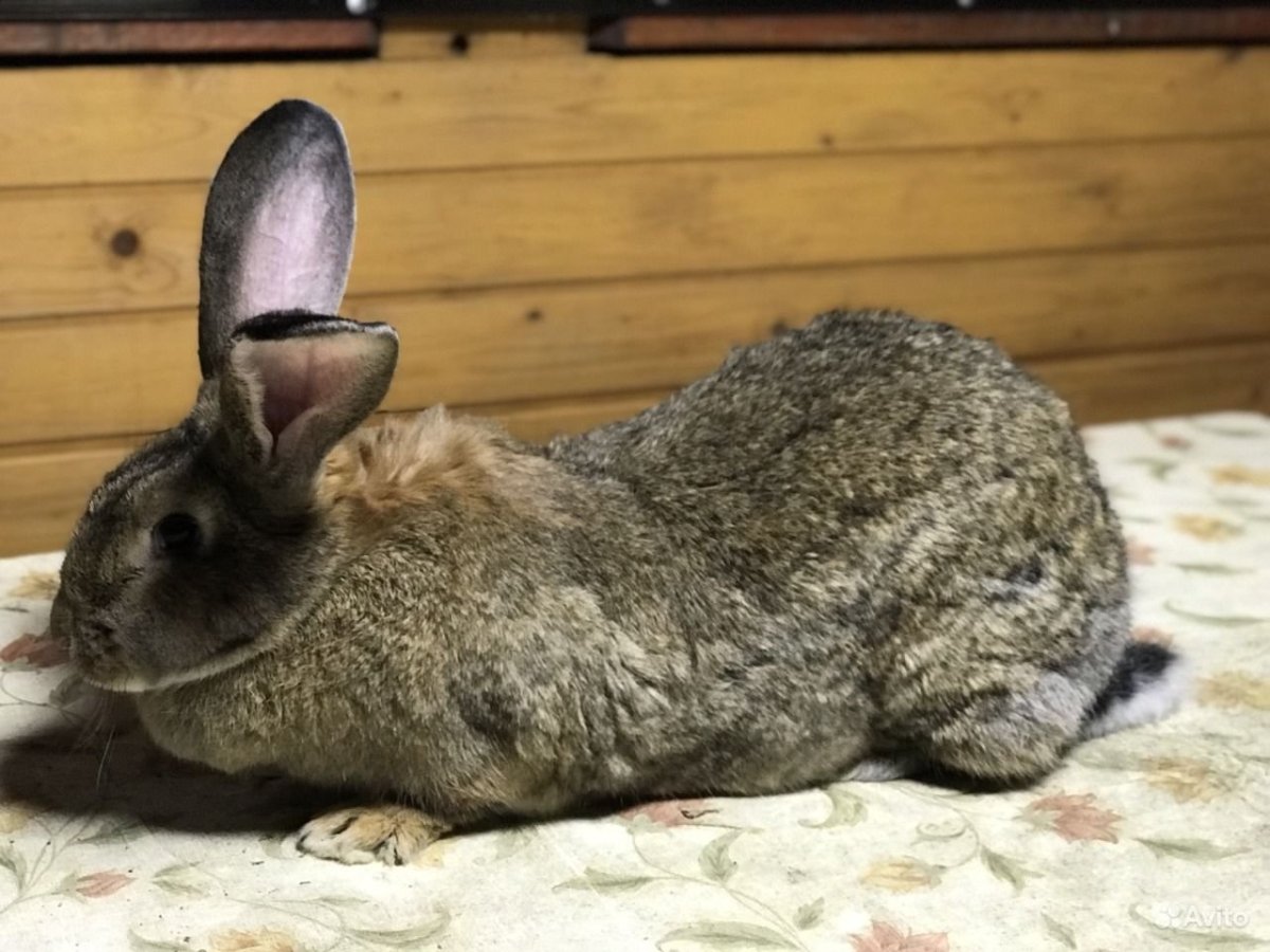 Кролик Ризен агути