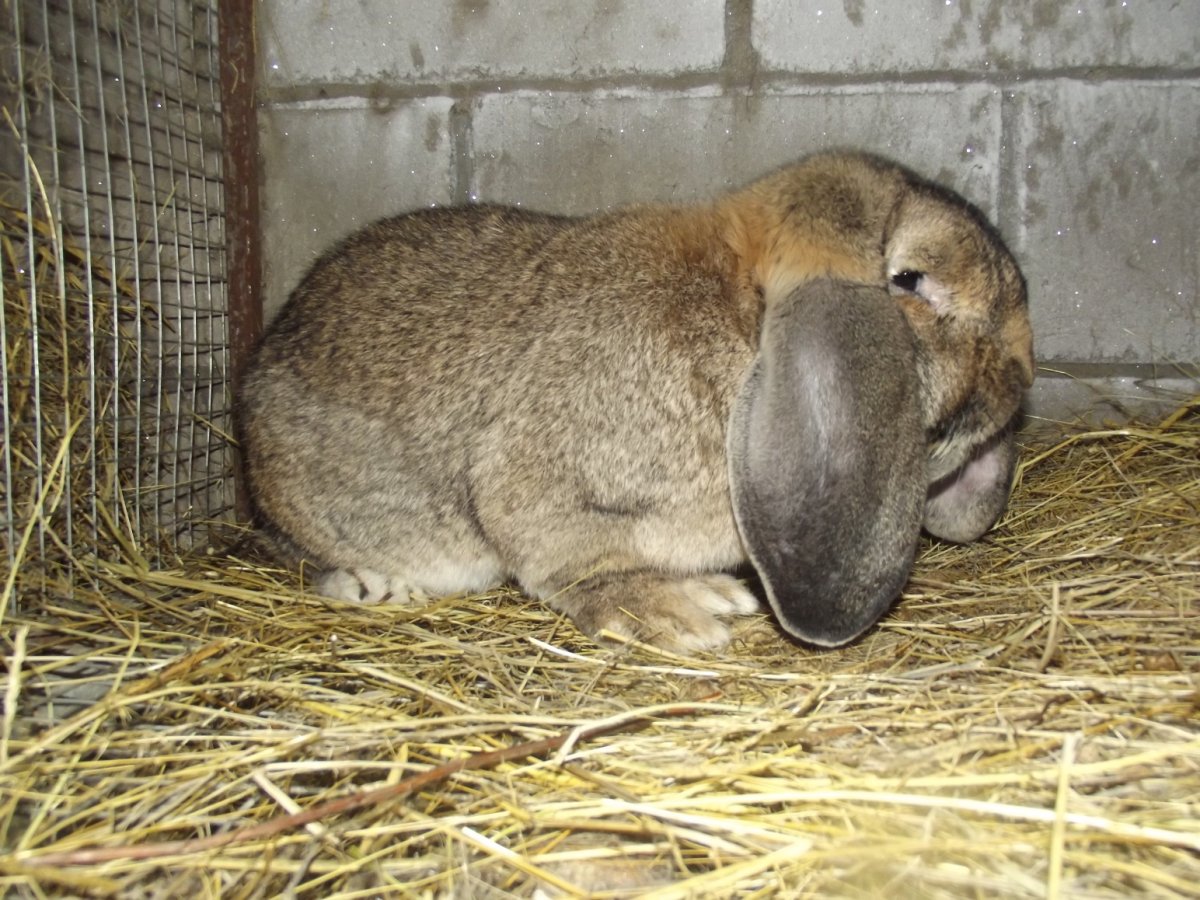 Окрас шерсти у декоративных кроликов