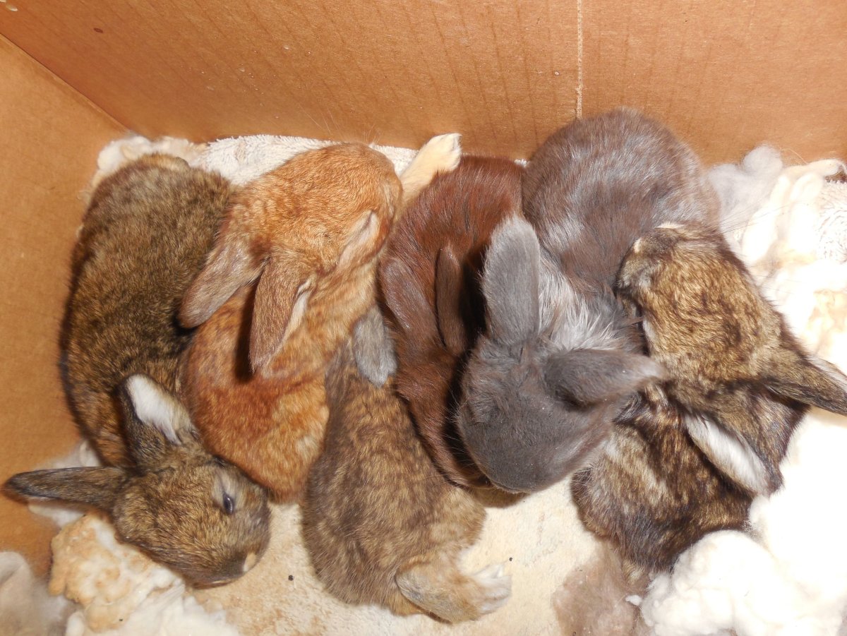 Морская Свинка серебристый агути