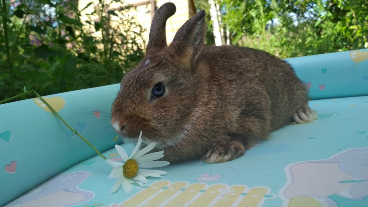 Шиншилла агути