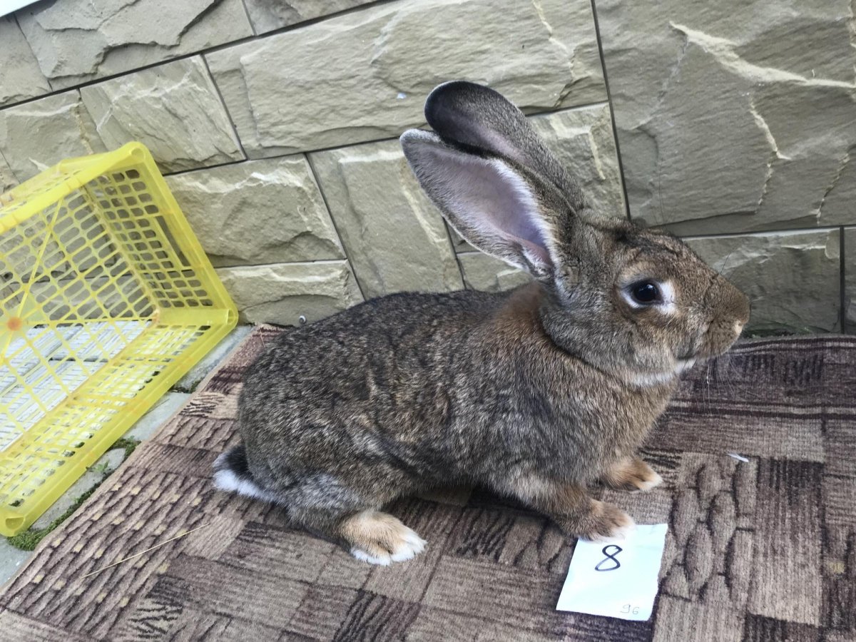 Голубой агути кролик