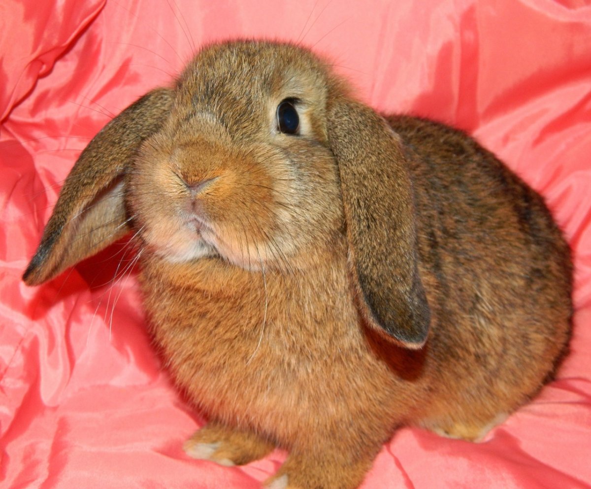 Голубой агути кролик