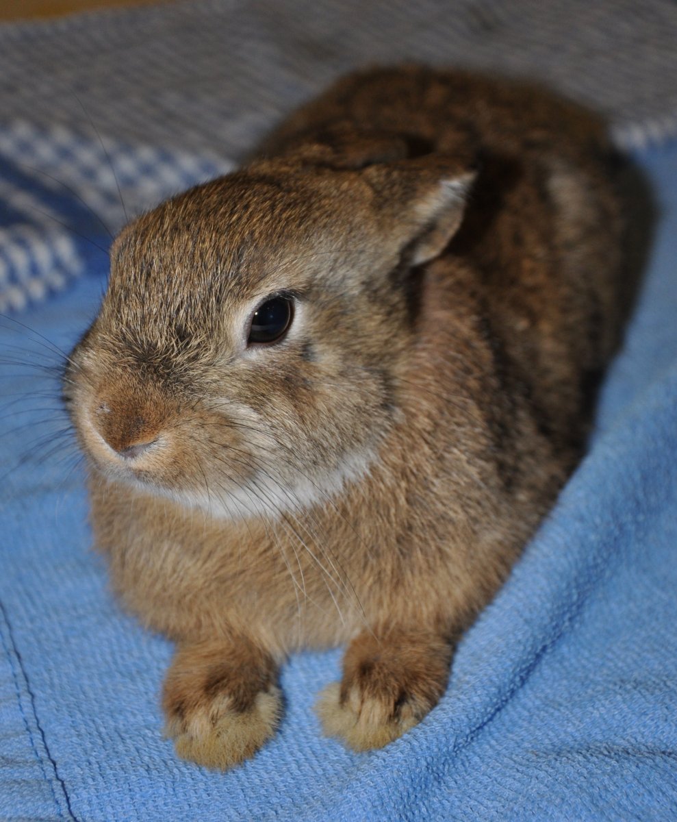 Кролик карликовый агути