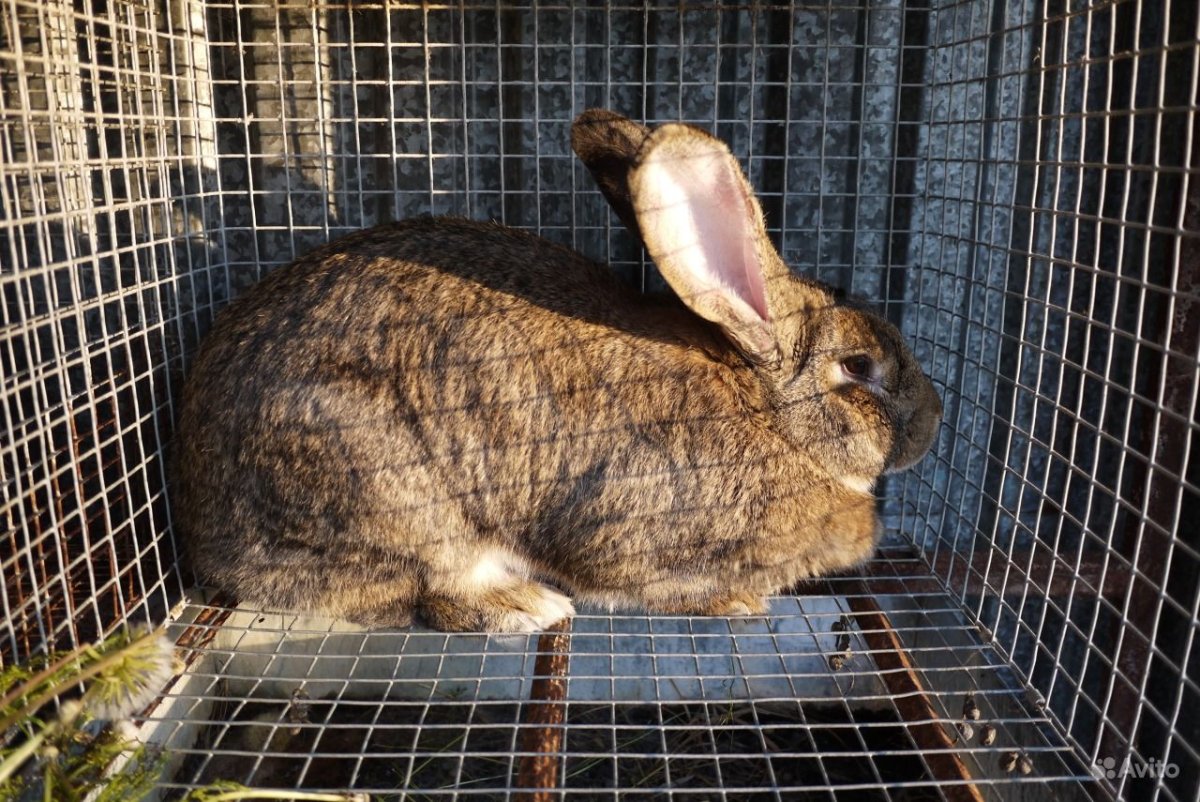 Blue agouti / голубой агути (Opal).