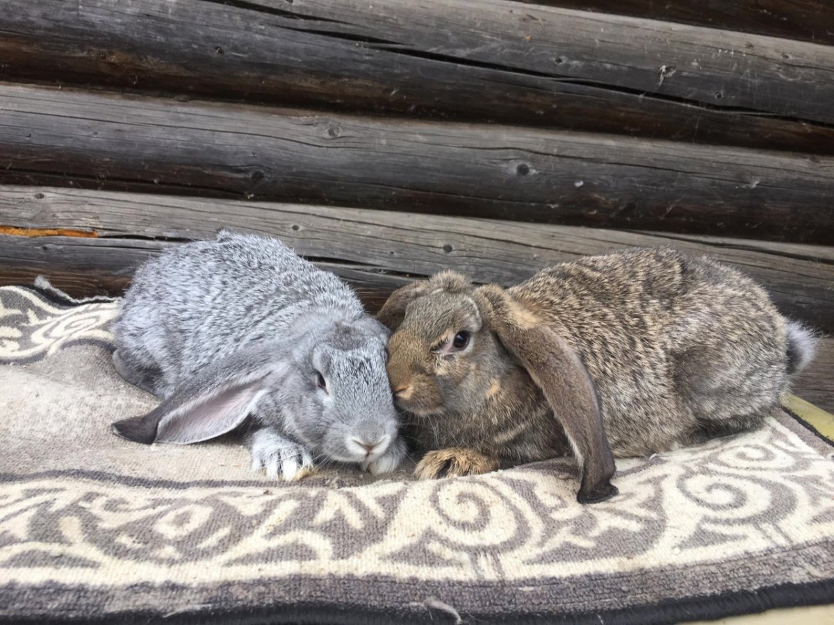 Кролики породы агути