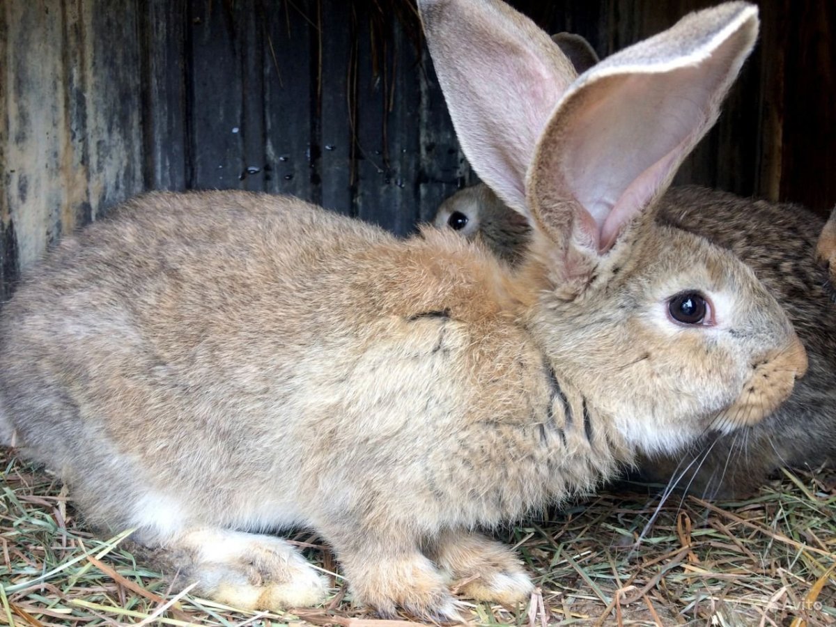 Порода чернобурка кролики