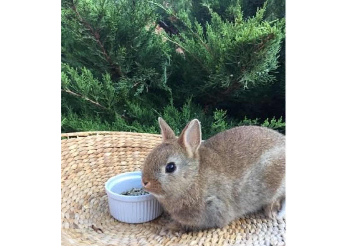 Кролик Пигмей купить в Сочи
