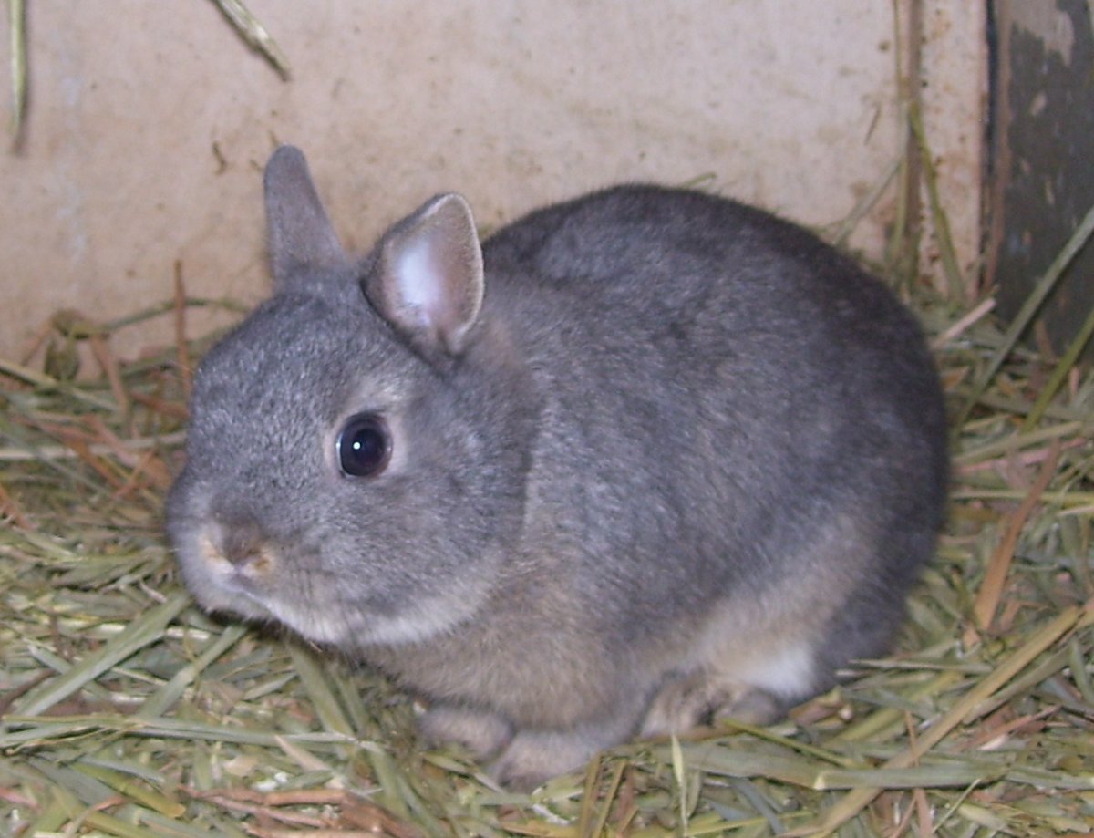 Вислоухий баран агути