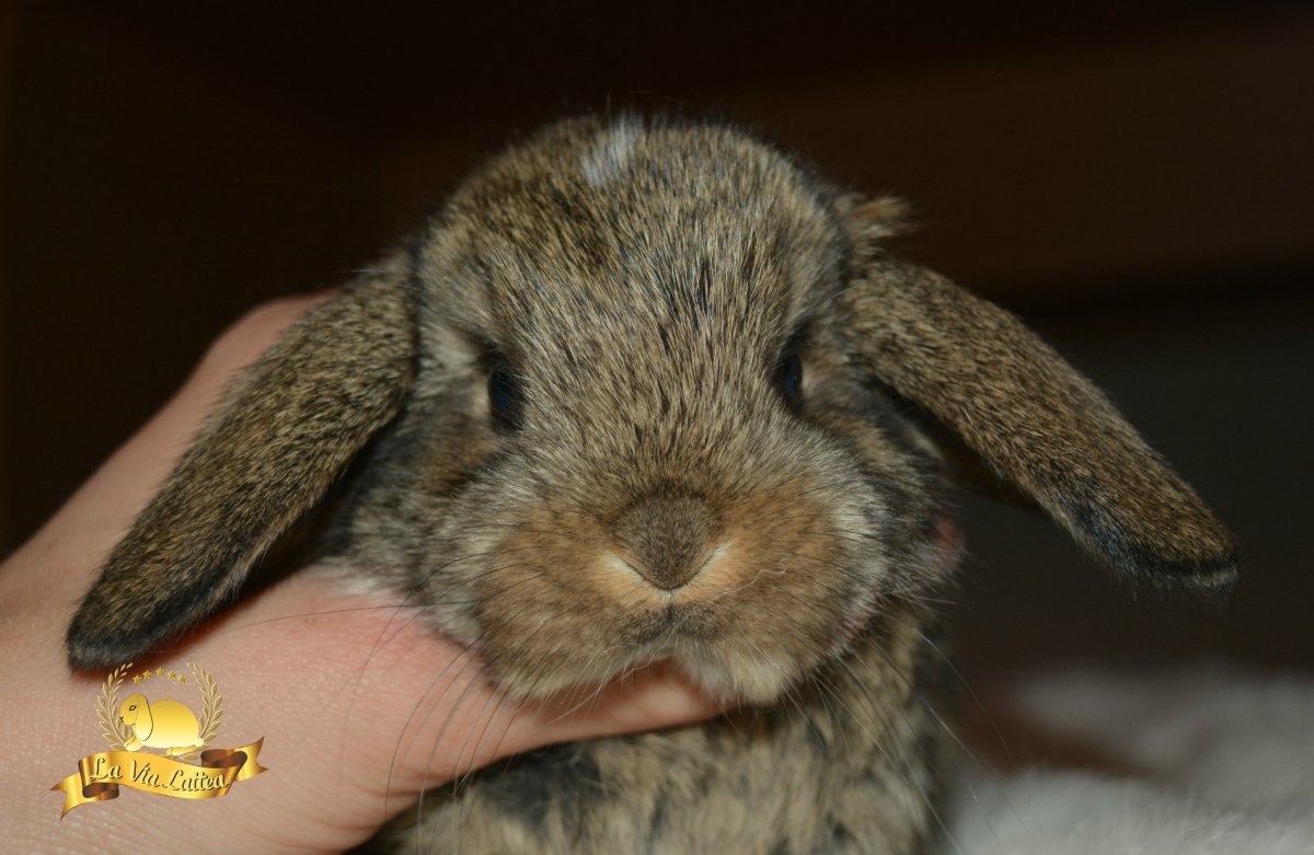 Окрас агути у кроликов