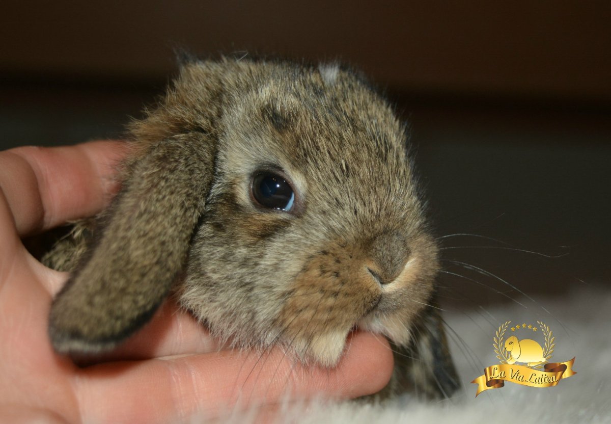 Кролик Заячий агути