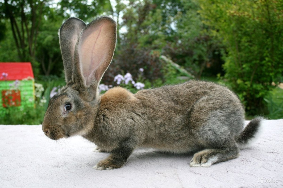 Бельгийский великан Фландр