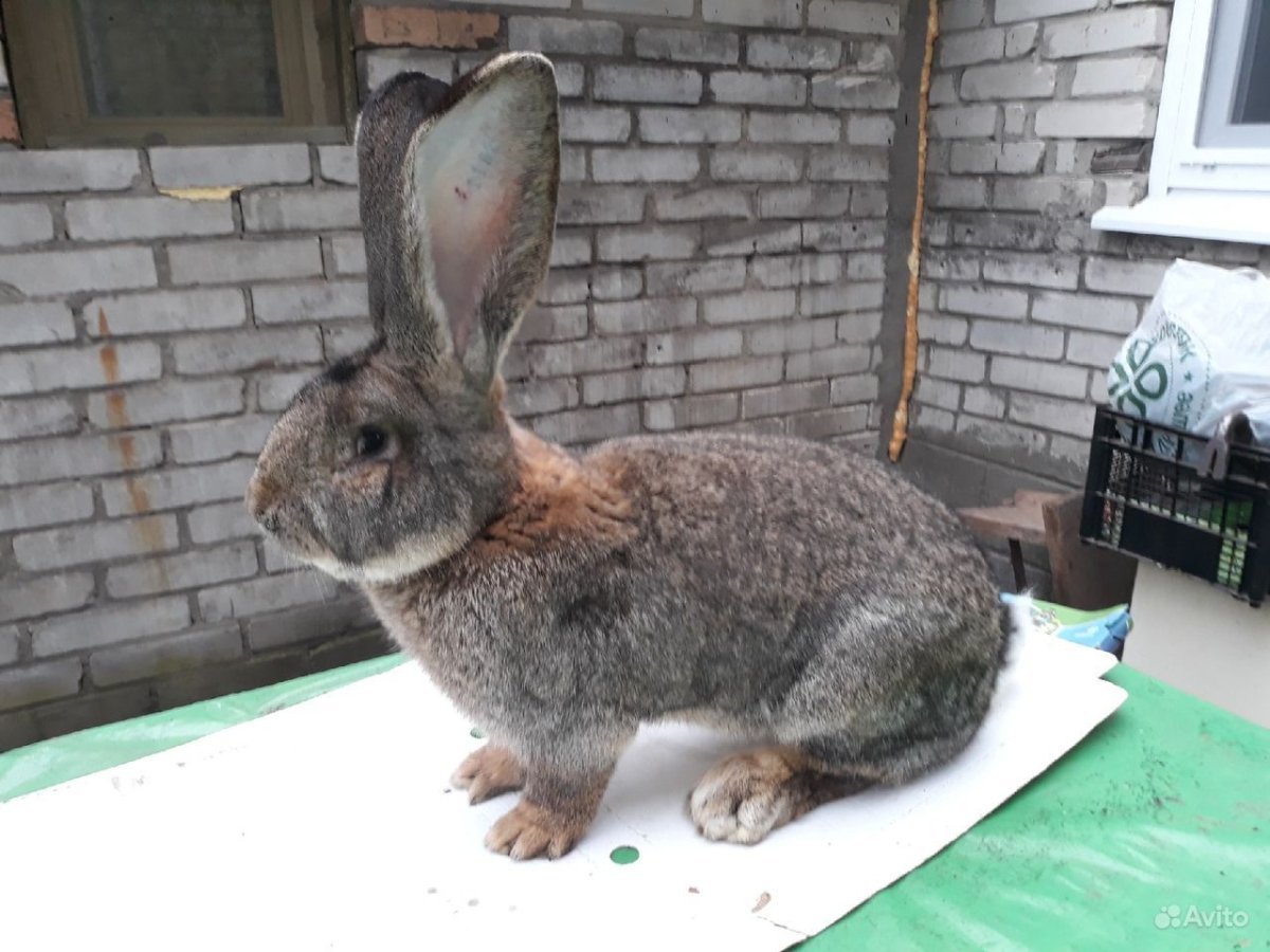 Кролик агути