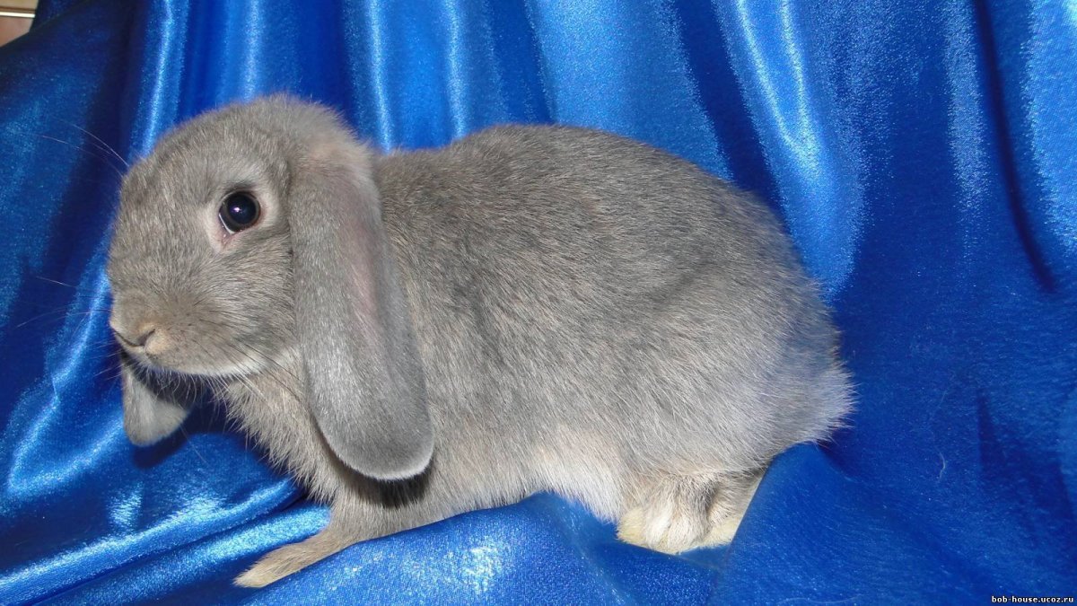 Крыса агути стандарт