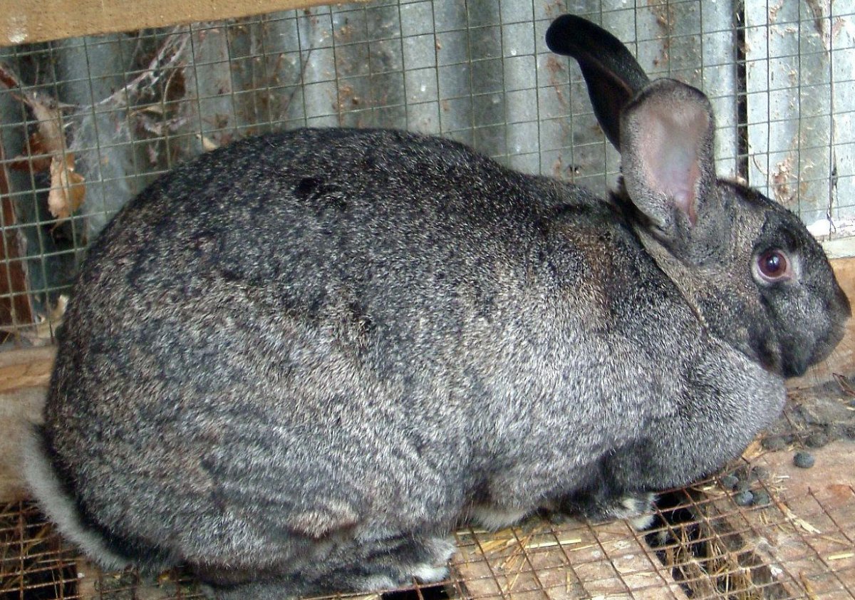 Французский баран агути