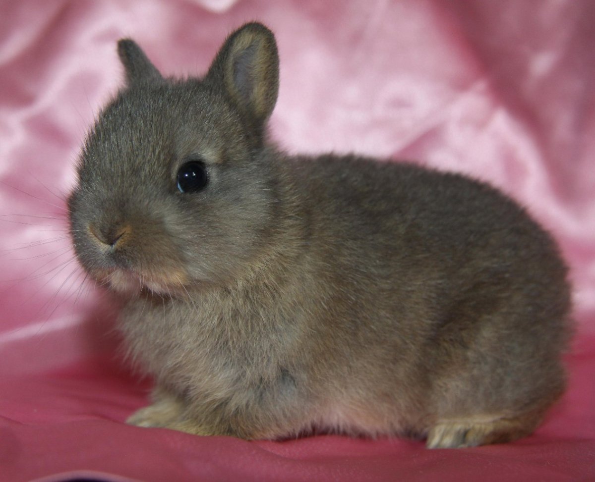 Кролик рекс агути