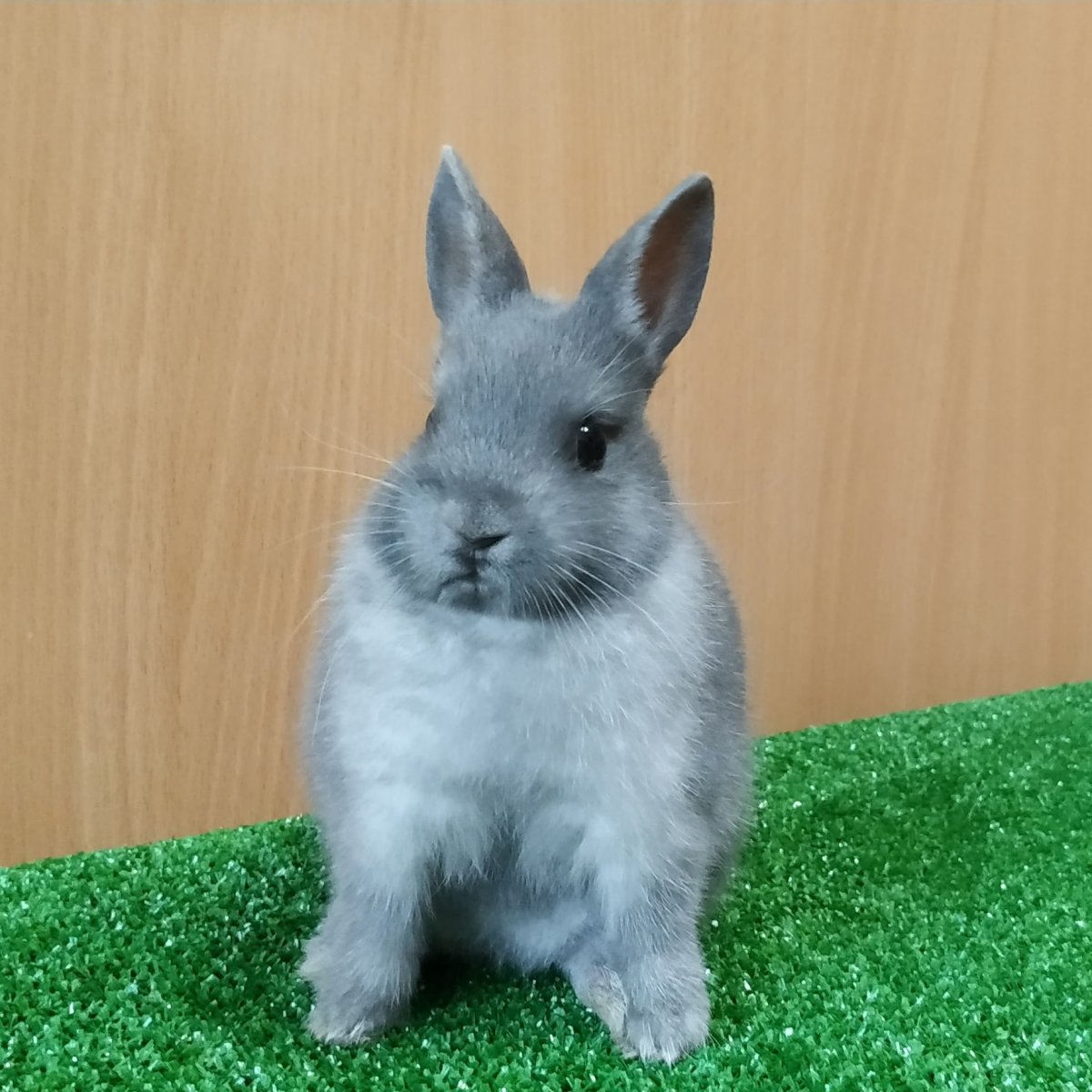 Кролики из Европы