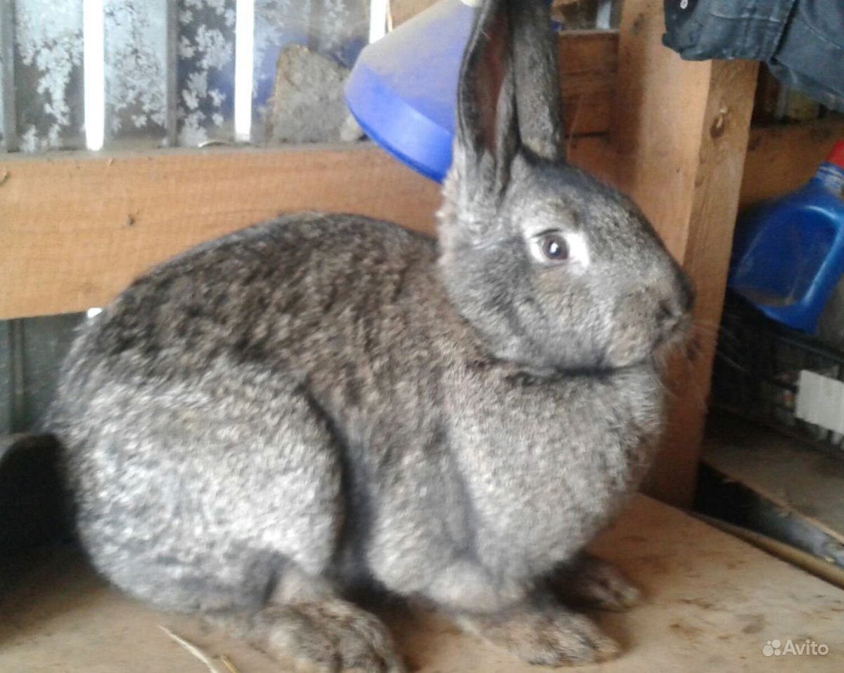 Кролик агути