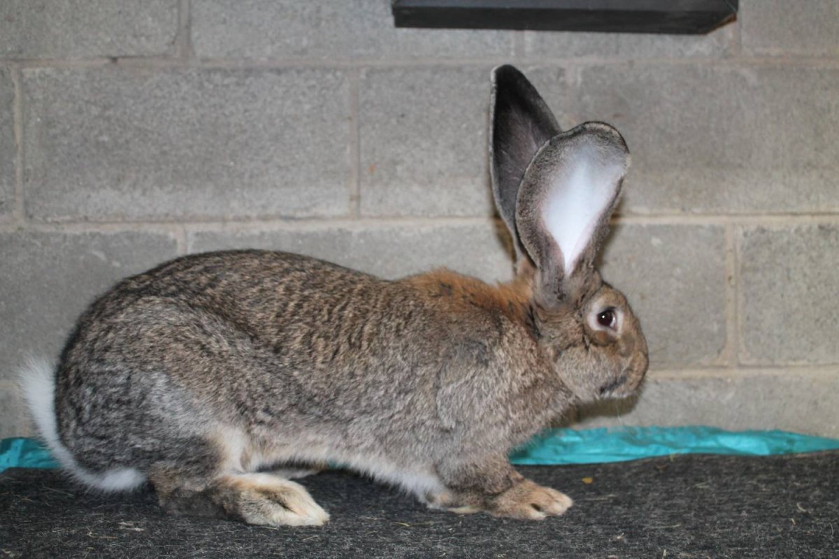 Фландр агути