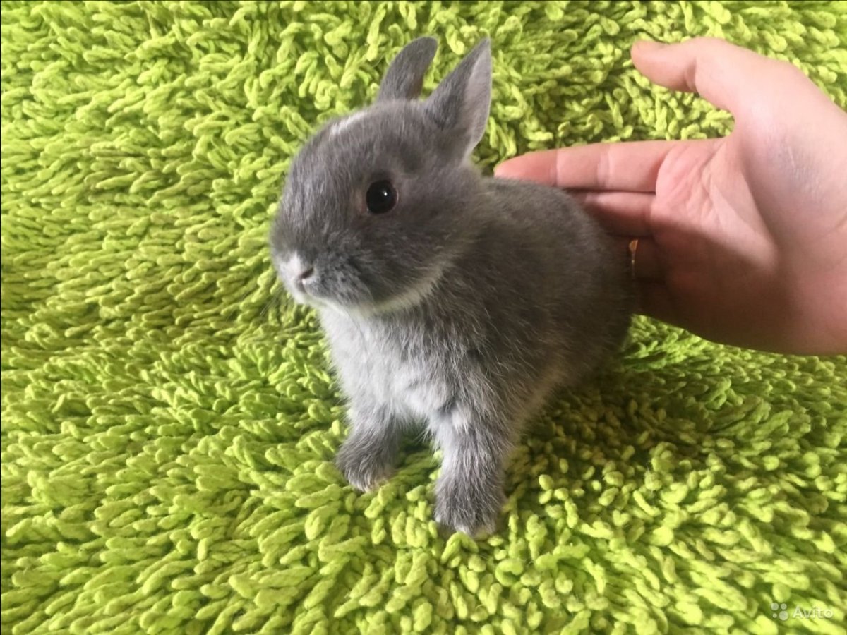 Continental giant Rabbit