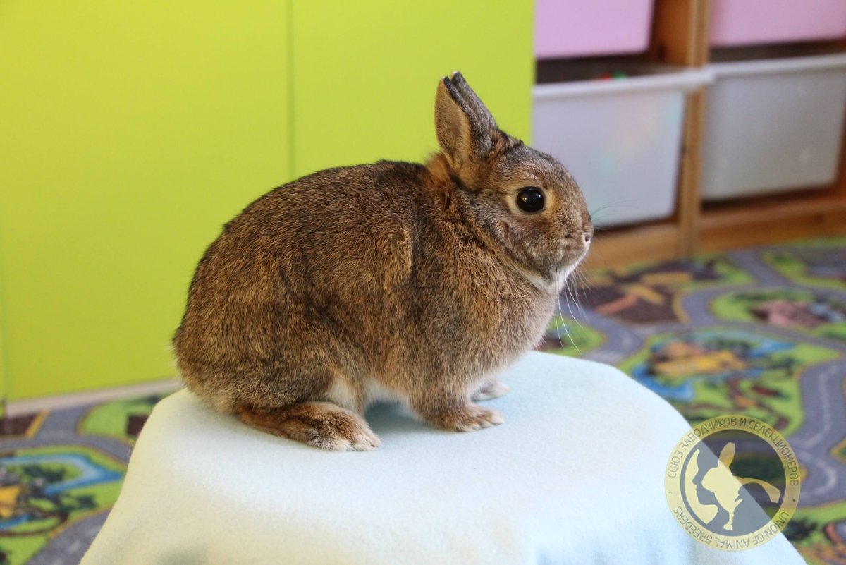 Кролики Строкач агути