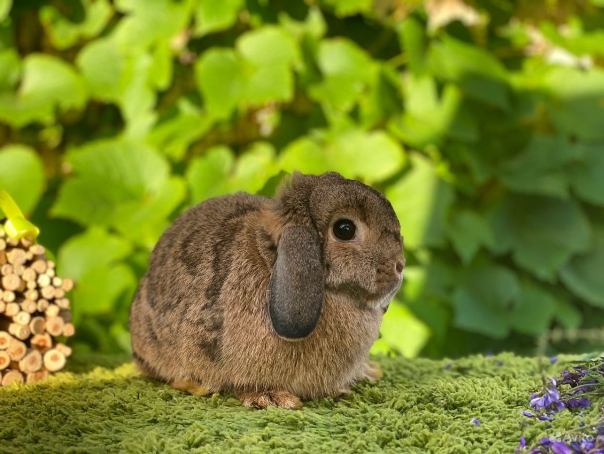 Кролик цвет агути это какой