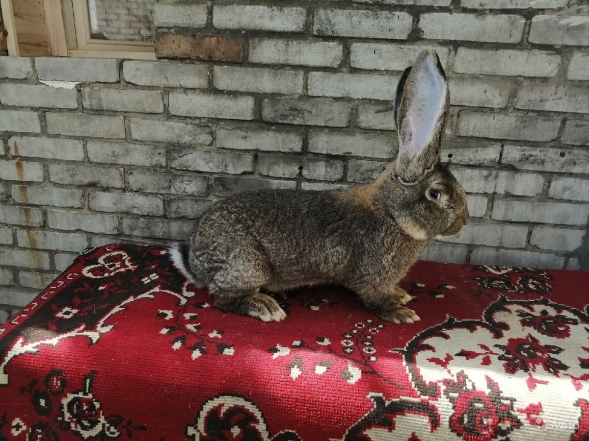 Цвет агути у кроликов