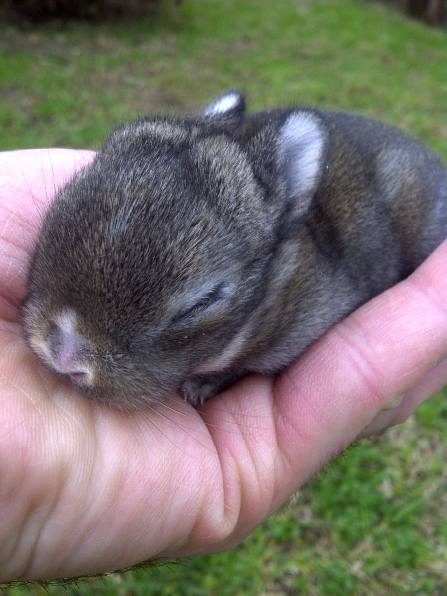Золотой агути морская Свинка