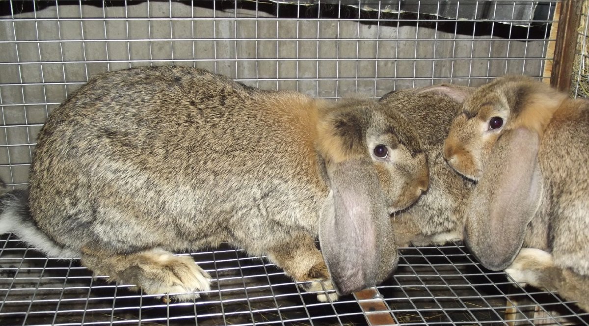 Агути пятнистый кролик