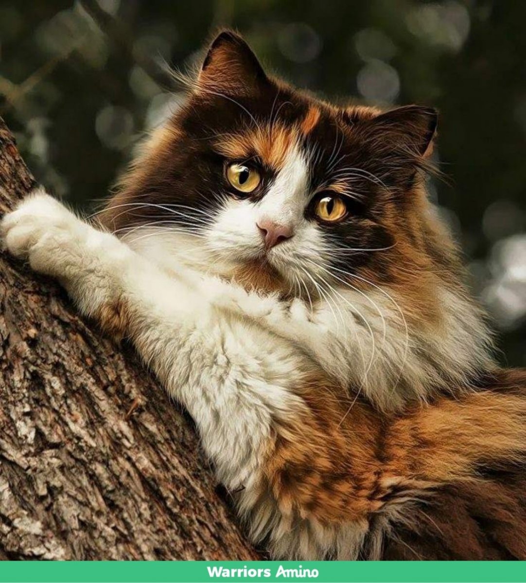 Кошка в лесу