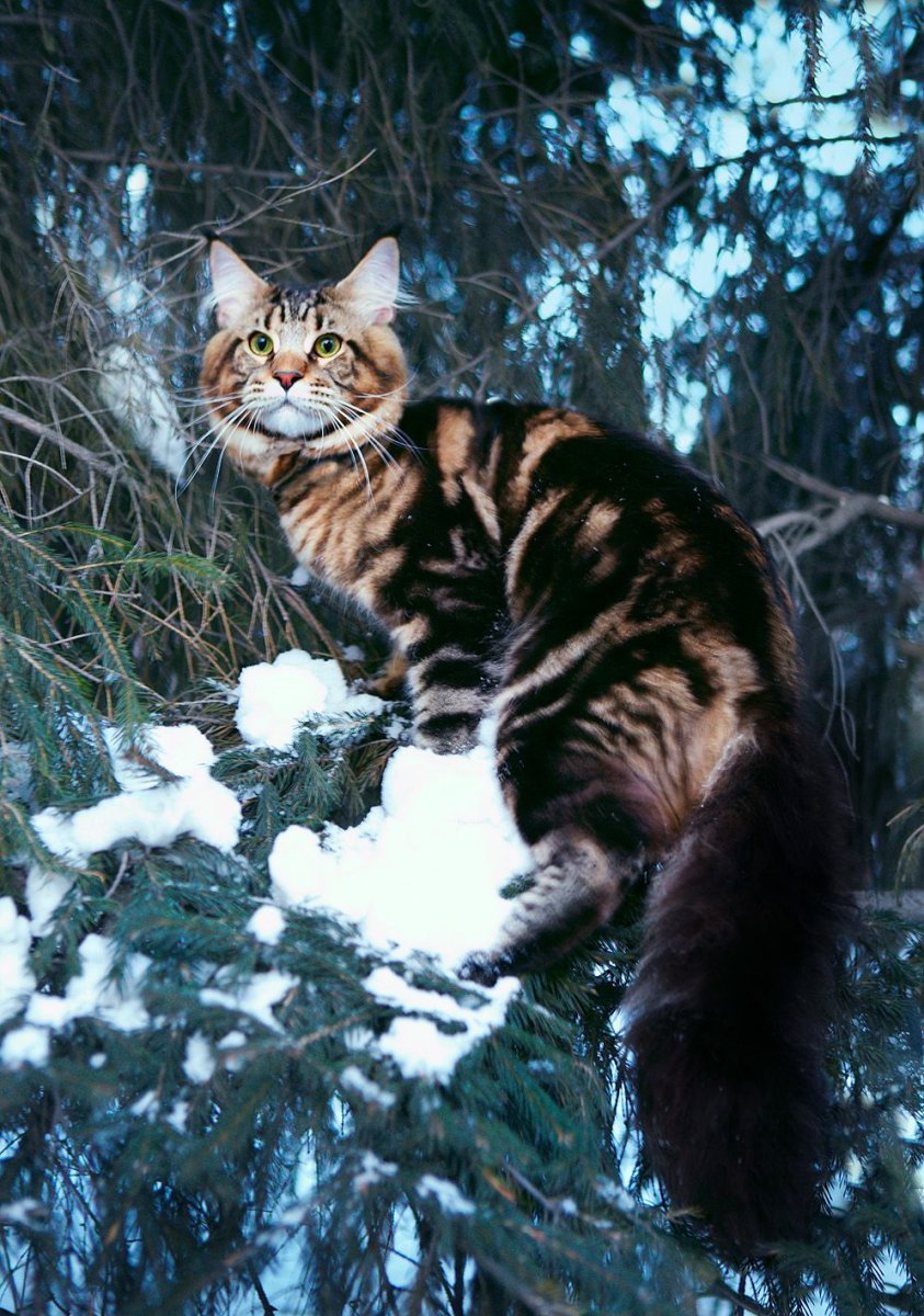 Туркестанская Рысь