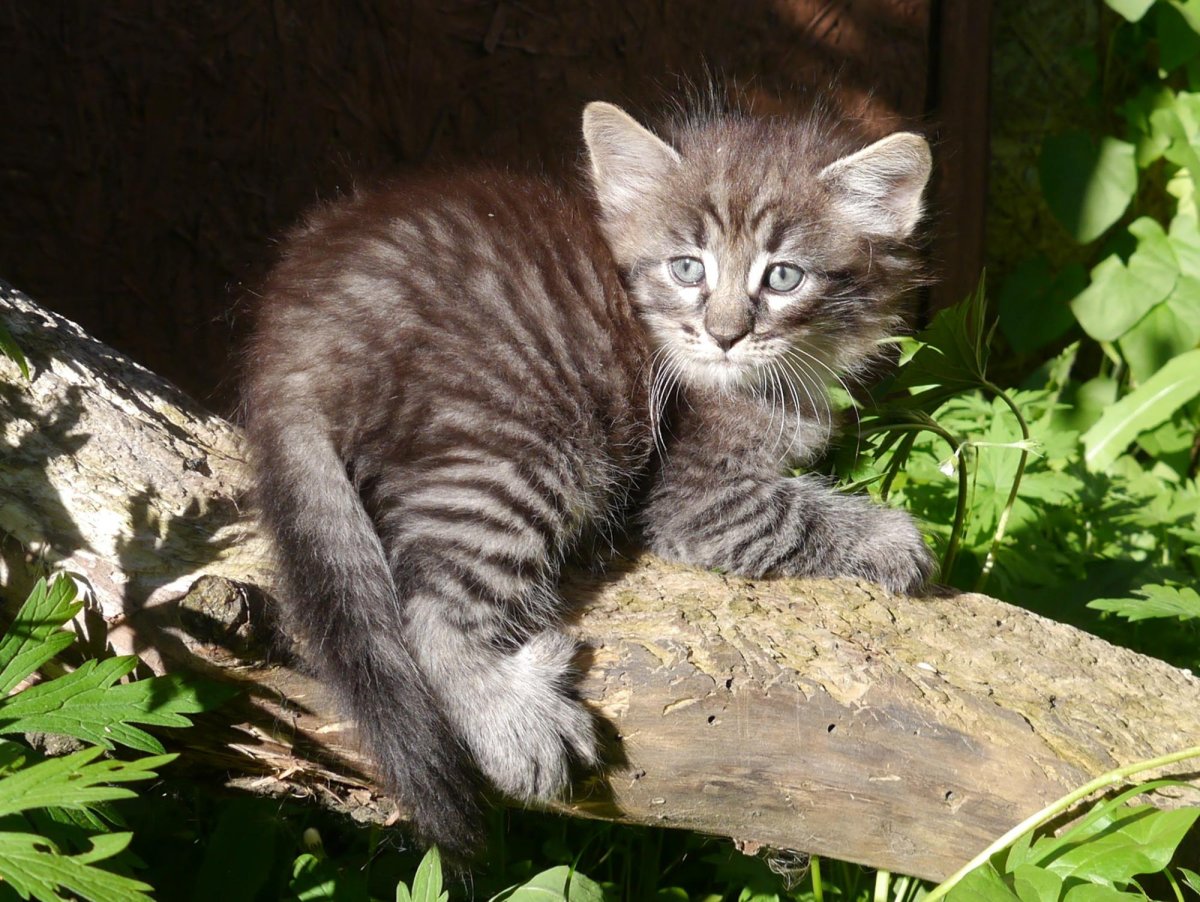 Европейский дикий Лесной кот