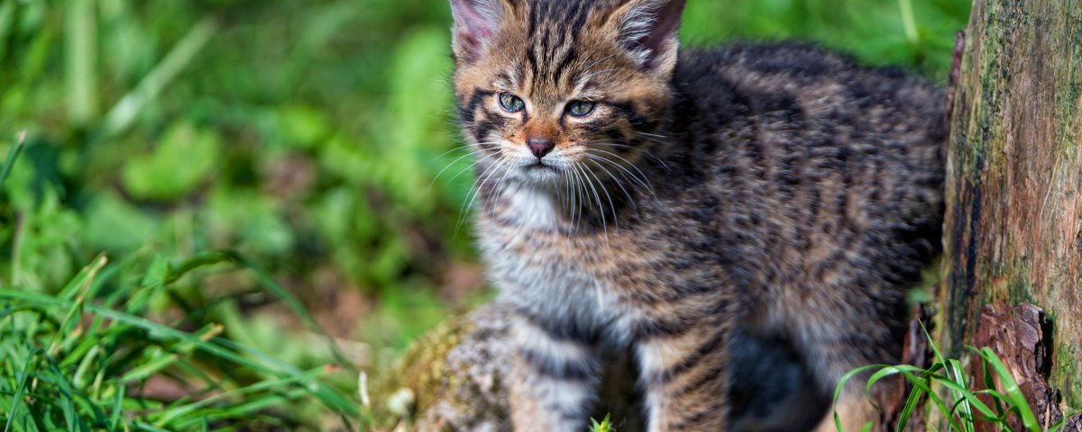 Трехцветная кошка Крысолов