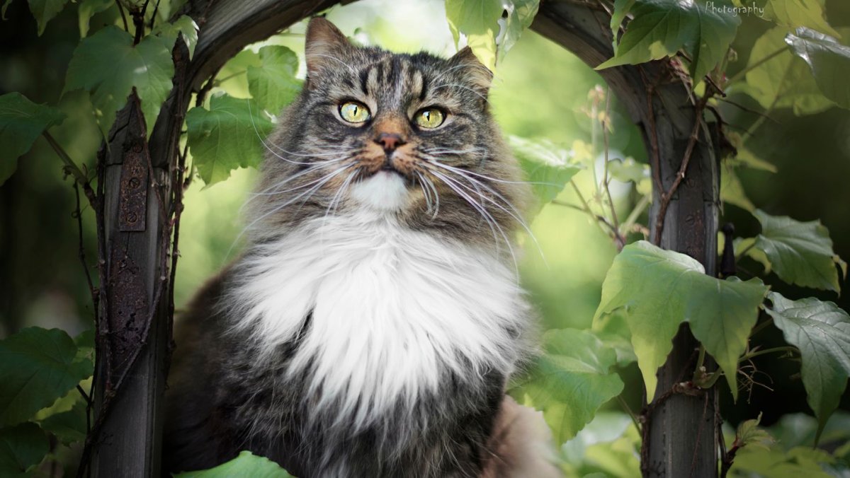 Черепаховая кошка Калико