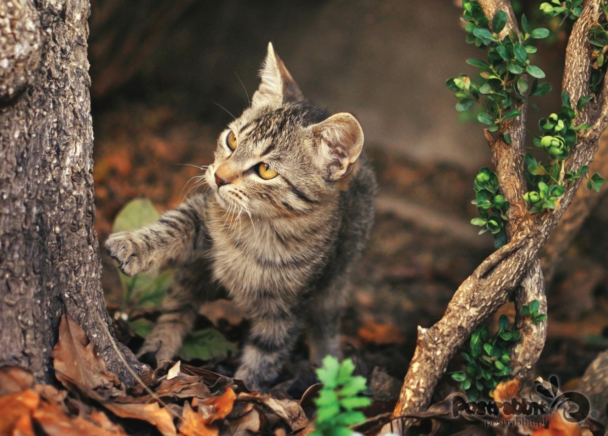 Лесная расцветка кошек