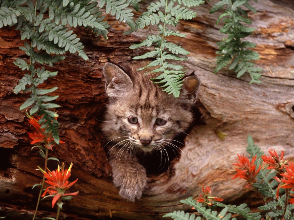Scottish Wildcat Kitten