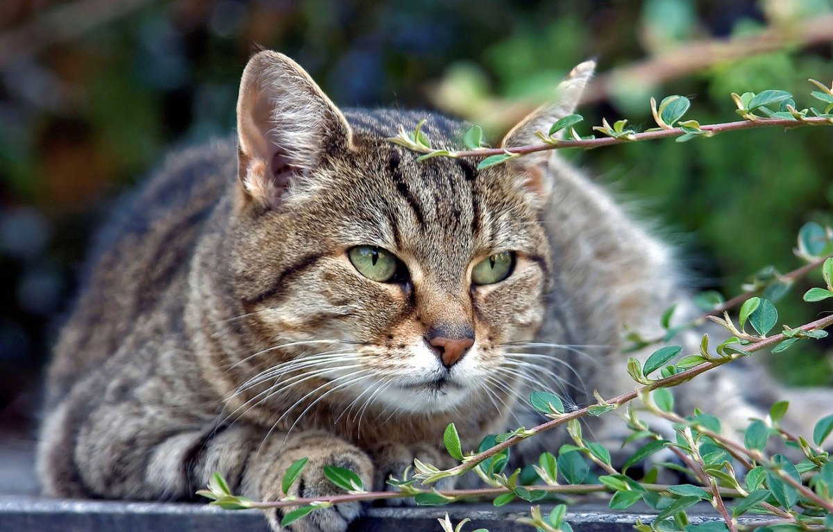Норвежская Лесная Калико