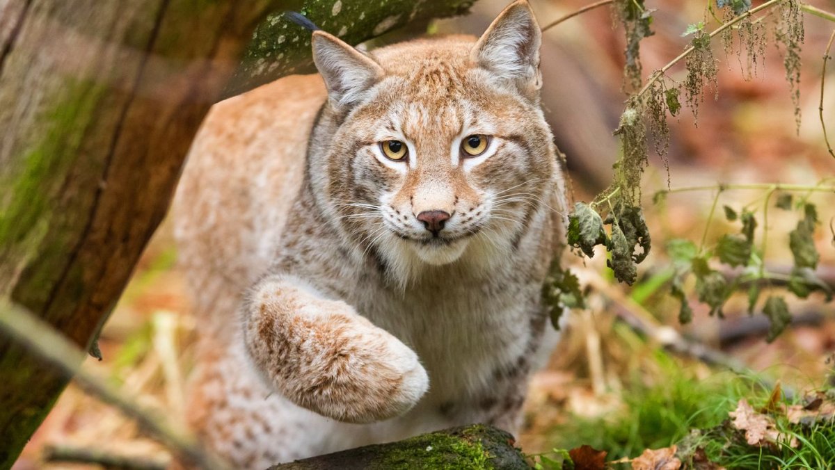 Норвежская Лесная кошка дымчатая