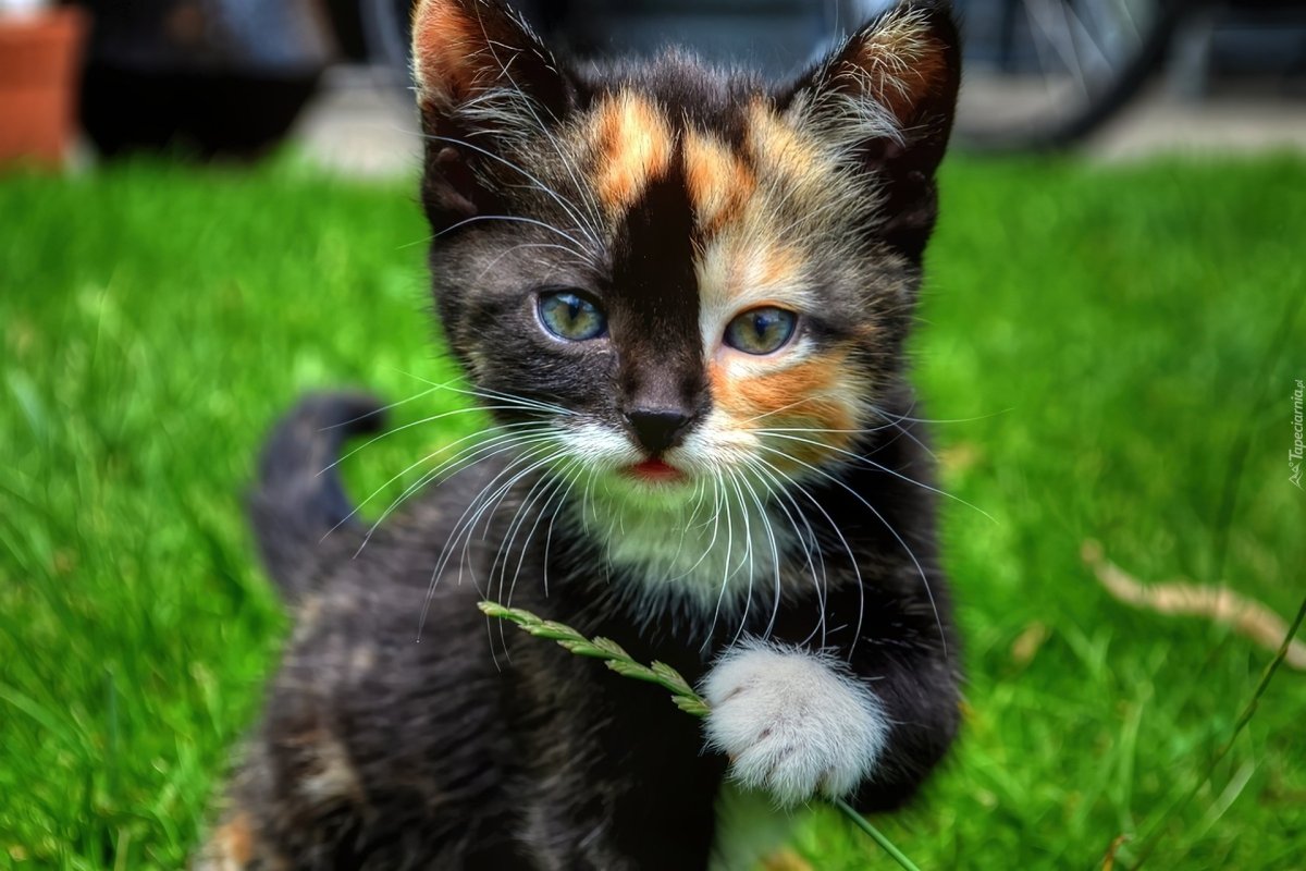 Европейская короткошерстная табби