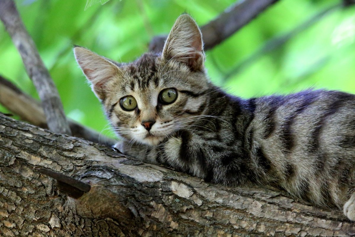 Черноногая полосатая серая кошка