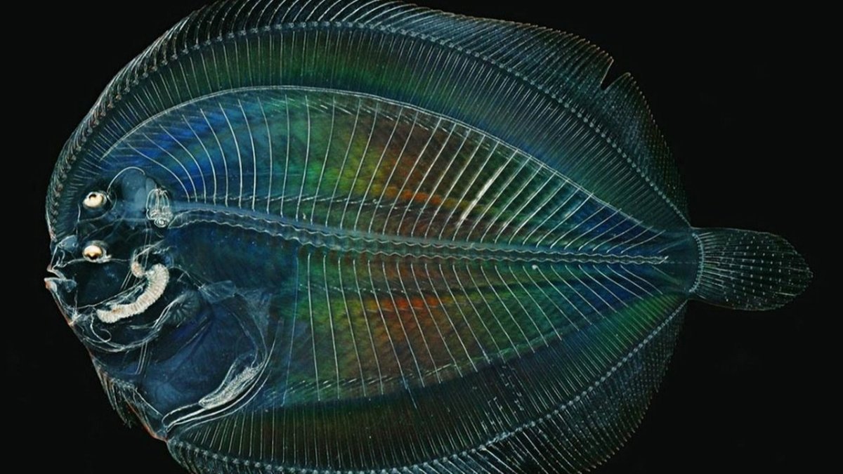 Коротконосый Опистопрокт