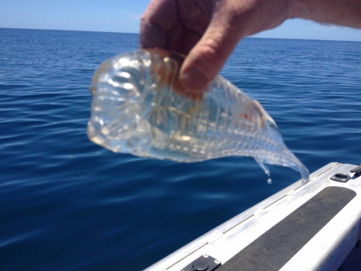 Прозрачная рыба Сальпа Маджоре