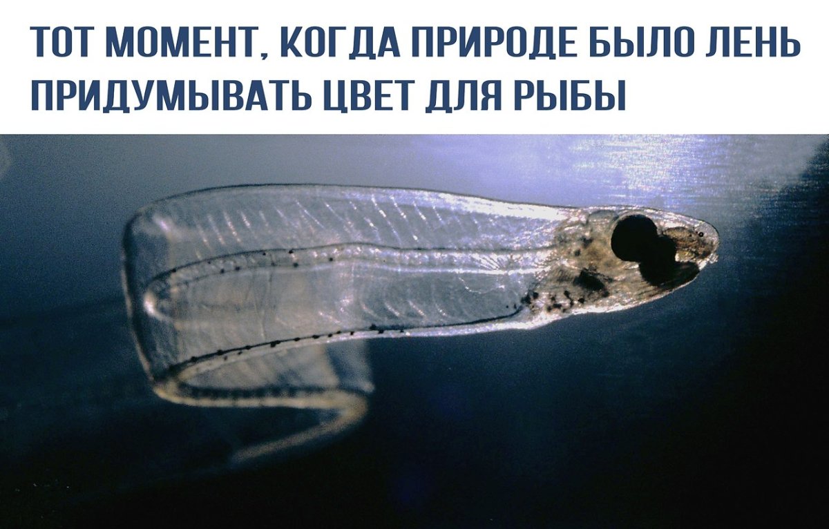 Лептоцефал речного угря