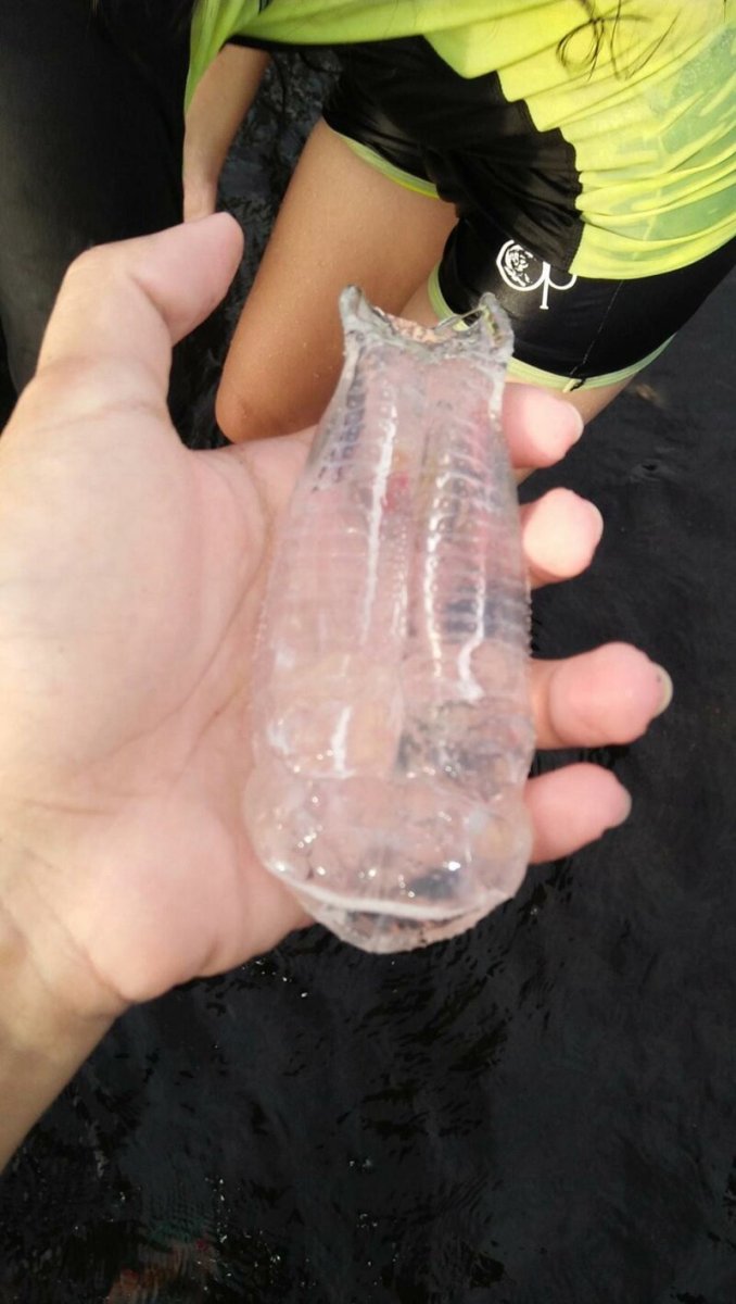 Прозрачная рыба Сальпа Маджоре