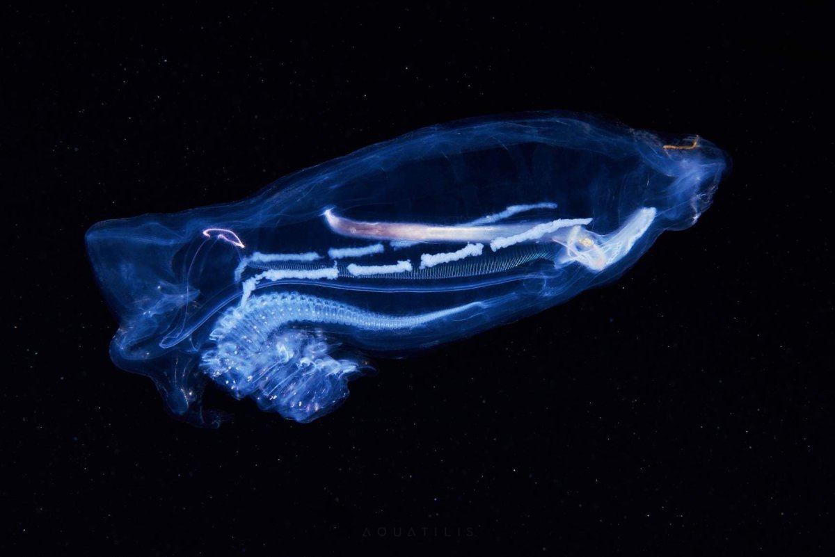 Сальпа реактивное движение